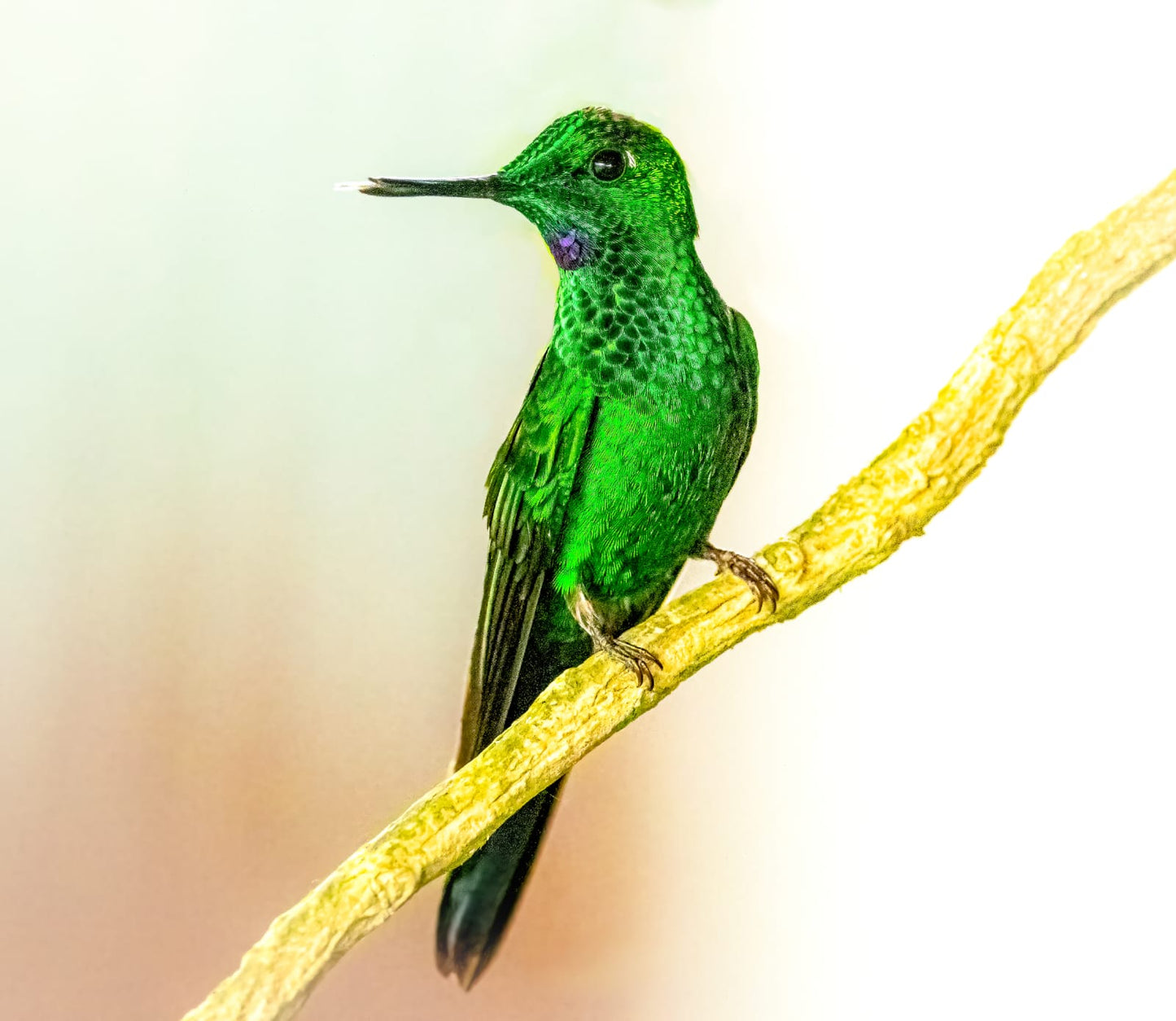 Nature Photography