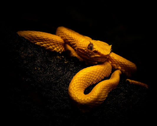 Nature Photography